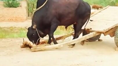 Screenshot_20241227_165636_Chrome